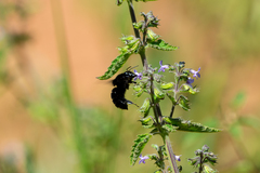 Bombus pauloensis