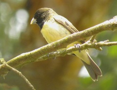 Sporophila nigricollis