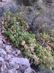 Berberis harrisoniana