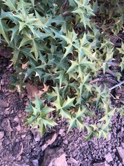 Berberis harrisoniana