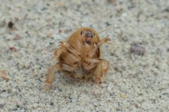 Eremoblatta subdiaphana