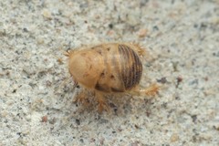 Eremoblatta subdiaphana