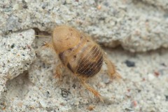 Eremoblatta subdiaphana