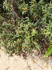Lasiopetalum ferrugineum