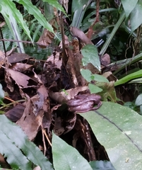 Craspedocephalus puniceus