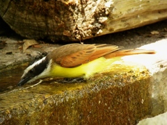 Pitangus sulphuratus