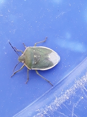 Chlorochroa