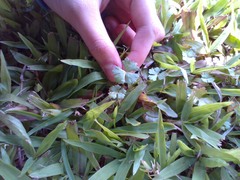 Hydrocotyle batrachium