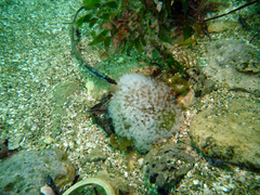 Pycnoclavella tabella