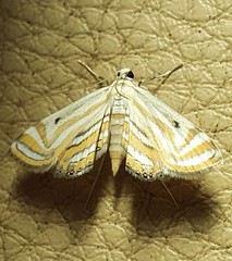 Parapoynx villidalis