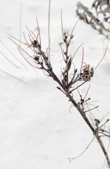 Astragalus suffruticosus