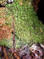 Tetraphis geniculata