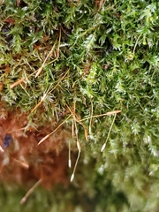 Tetraphis geniculata