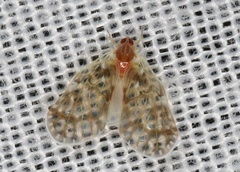 Saccharodite chrysonoe