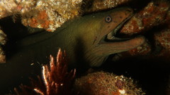 Gymnothorax castaneus