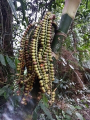 Pinanga coronata