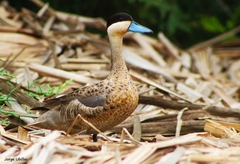 Puna Teal photo 2