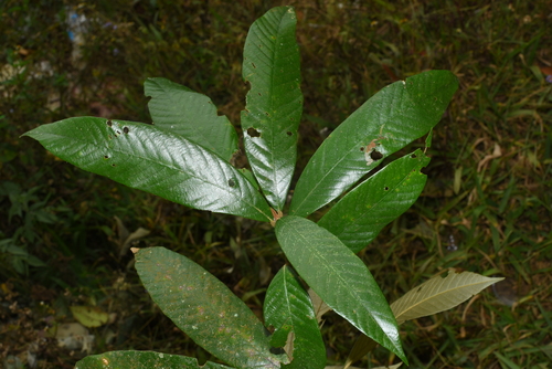 Quercus braianensis