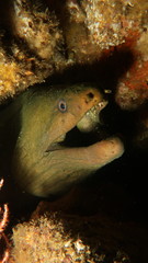 Gymnothorax castaneus