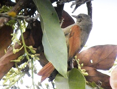 Cranioleuca subcristata