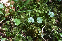 Cardamine nuttallii