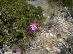 Gilia tenuiflora
