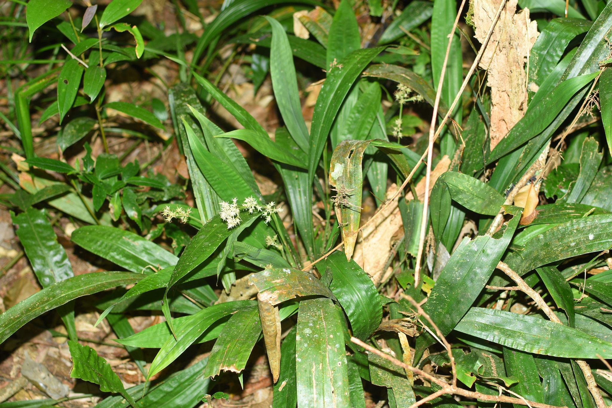 Carex scaposa (Carex scaposa)