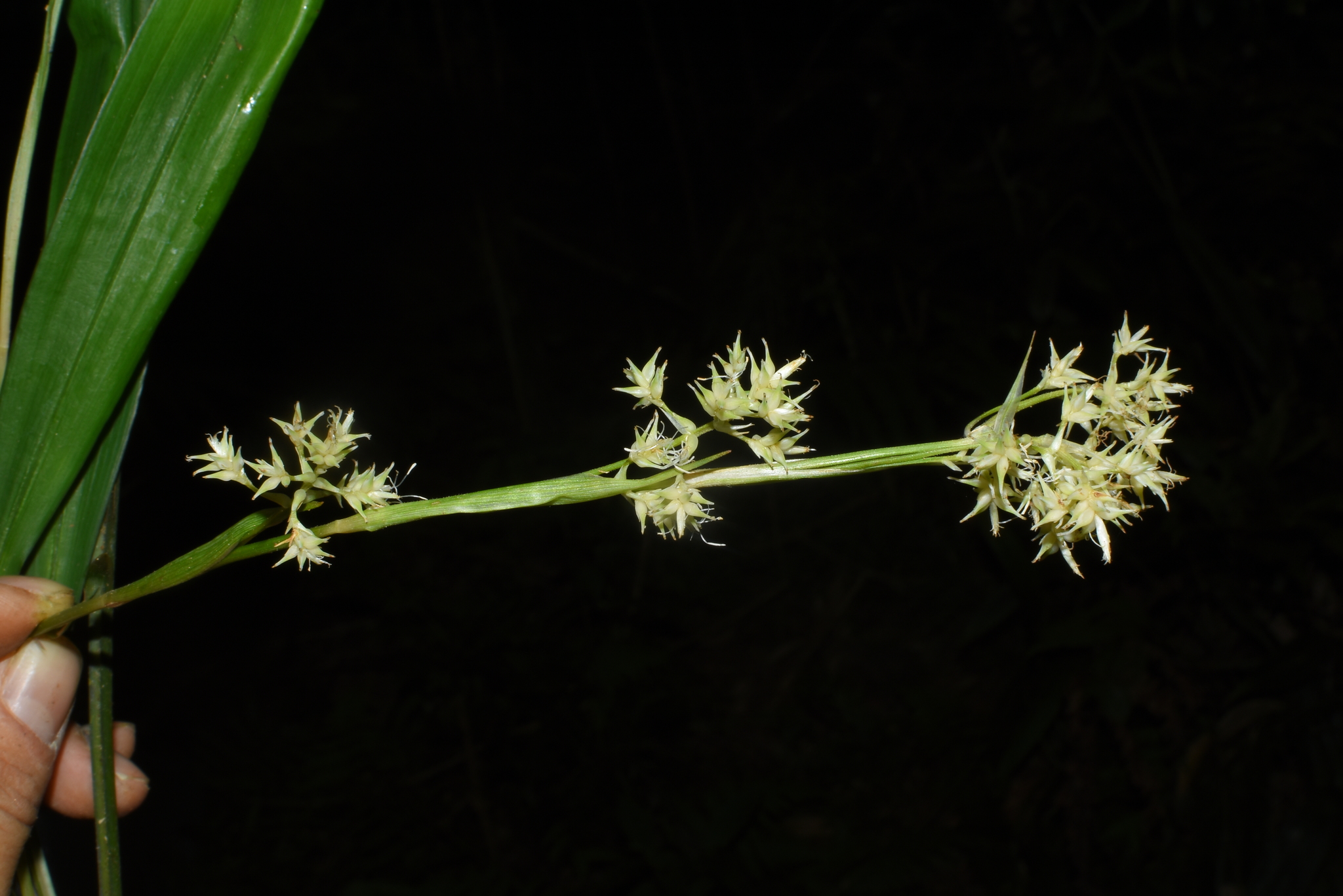 Carex scaposa — ảnh 2