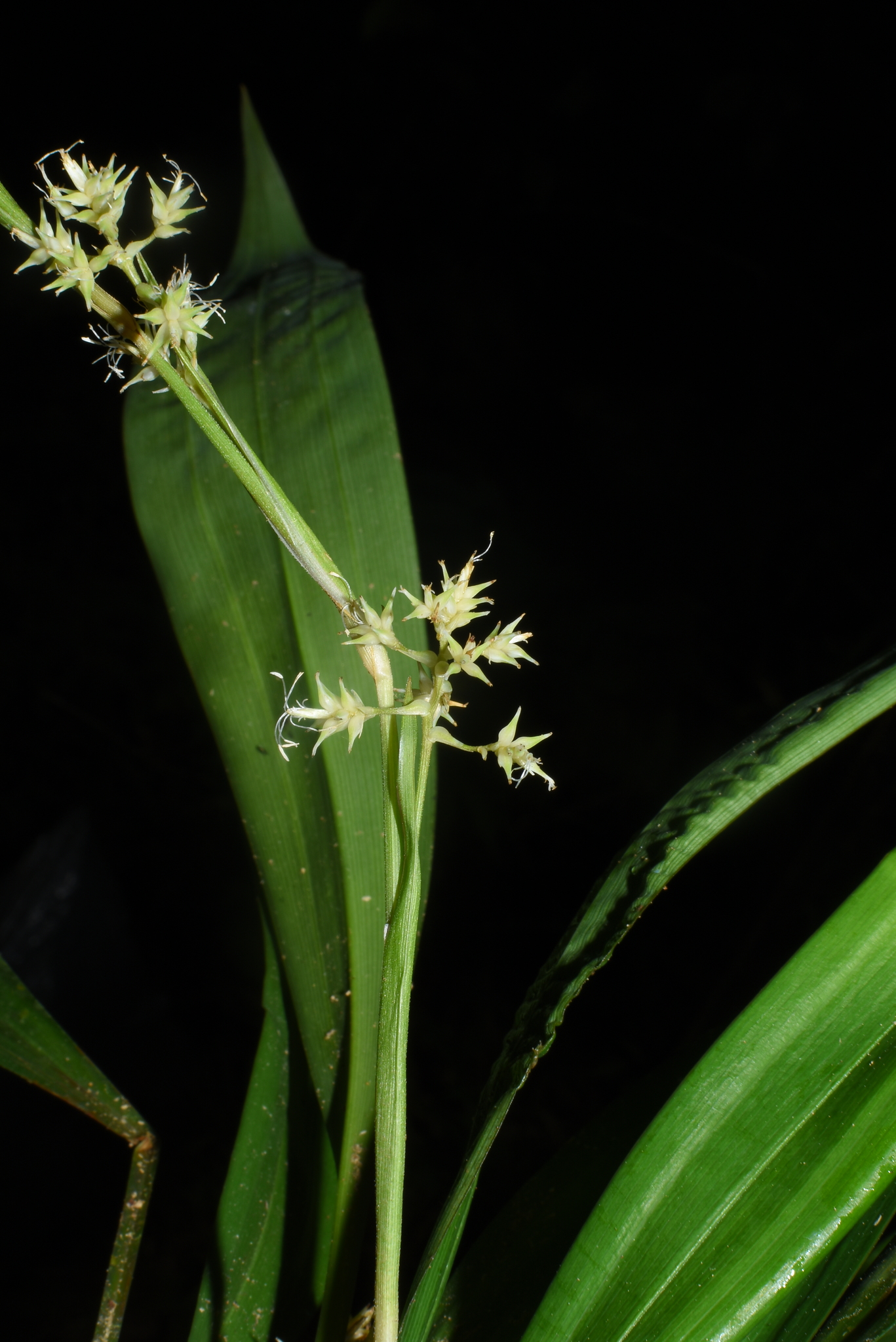 Carex scaposa — ảnh 3