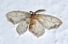 Hydatoscia ategua