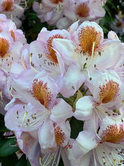 Rhododendron