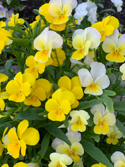 Viola