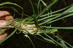 Ophiopogon