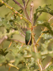 Edessa rufomarginata