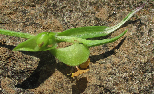 Commelina subulata image