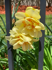 Narcissus