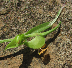 Commelina subulata image