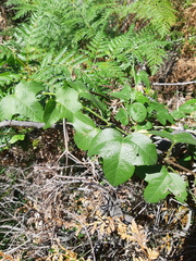 Disemma