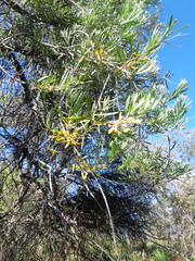 Persoonia linearis