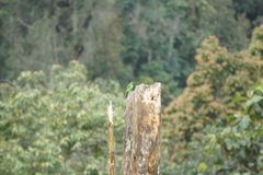 Psilopogon armillaris