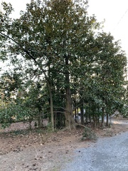 Magnolia grandiflora