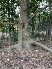 Magnolia grandiflora