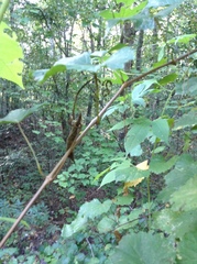 Vitis rotundifolia rotundifolia