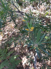 Persoonia linearis
