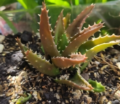 Aloe brevifolia