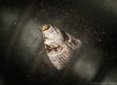 Acatapaustus metallopa