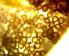 Didymium melanospermum