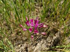 Allium crispum