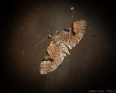 Chloroclystis embolocosma