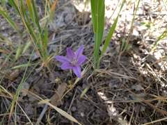 Brodiaea terrestris
